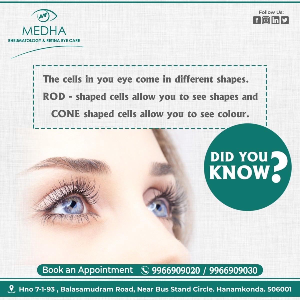 Did You Know About Rod Cells ?